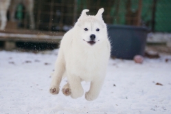 Hope - Wspolne zabawy szczeniat 11 tygodni